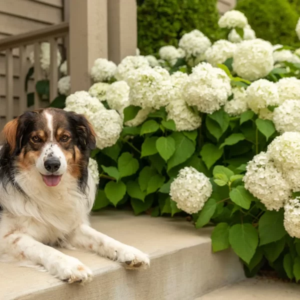 A shepherd dog laying on a front porch in front of hydrangeas